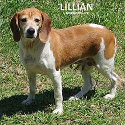 Thumbnail photo of Lillian    SOS #1