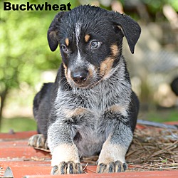 Thumbnail photo of Buckwheat~adopted! #2