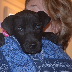 Thumbnail photo of Fannie ADOPTED! #4
