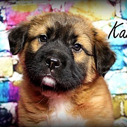 Thumbnail photo of Kazoo~adopted! #2