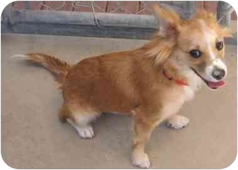 papillon corgi mix
