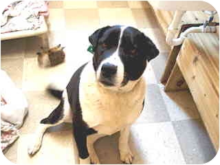 karelian bear dog lab mix