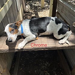 Photo of Chrome