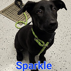 Photo of Sparkle