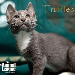 Thumbnail photo of Truffles #3