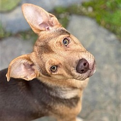 Photo of Dexter - Sweet Pup
