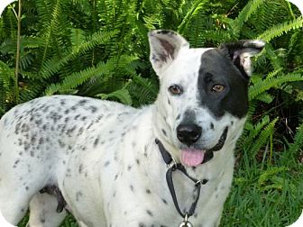 dalmatian cattle dog mix