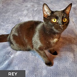 Photo of Rey