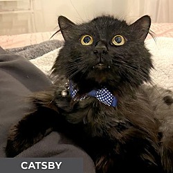 Thumbnail photo of Catsby #3