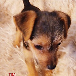 Thumbnail photo of TIM   985113008782363 #4