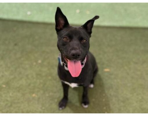 Phoenix, AZ - Labrador Retriever/Mixed Breed (Medium). Meet Katya a Pet ...