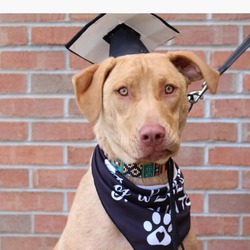 Photo of JALON- Graduated Paws-In-Prison training program.