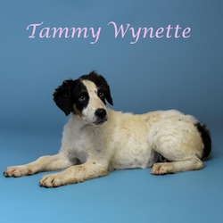 Thumbnail photo of Tammy Wynette D24-140 #3