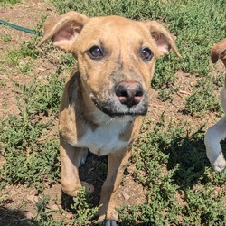 Thumbnail photo of Winston - Lovable Puppy! Great with Everyone! $75 adoption fee! #1