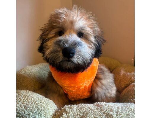 Patterson, NY - Wheaten Terrier/Wheaten Terrier. Meet CT Jax avail Oct ...