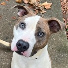 Adopt A Pet :: Dexter - Versailles, KY
