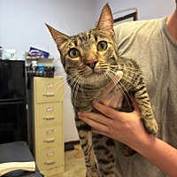 adopt a pet