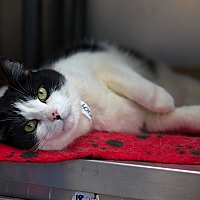 adopt a pet