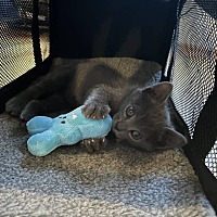 adopt a pet