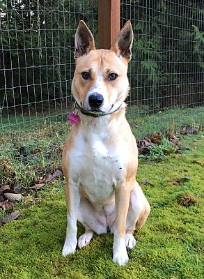 jindo adoption near me