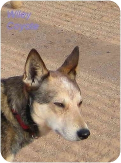 red heeler coyote mix
