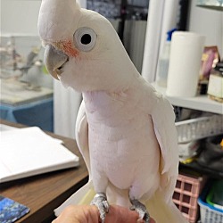 Photo of Luna