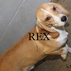 Photo of REX