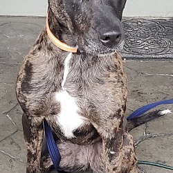 Photo of Roxy