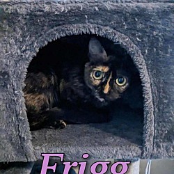 Photo of Frigg
