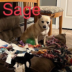 Thumbnail photo of Sage Society #1