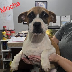 Thumbnail photo of Mocha #1