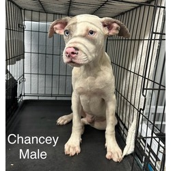 Thumbnail photo of Chancey #3