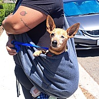 adopt a pet