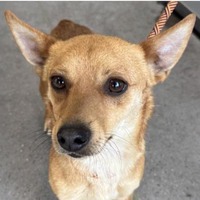 adopt-pet