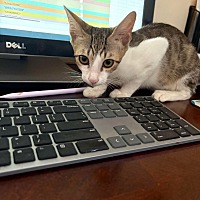 adopt a pet