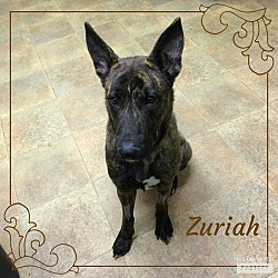 Thumbnail photo of Zuriah #1