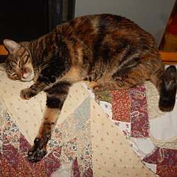 Thumbnail photo of BELLA - ABANDONED FRONT DECLAW #3