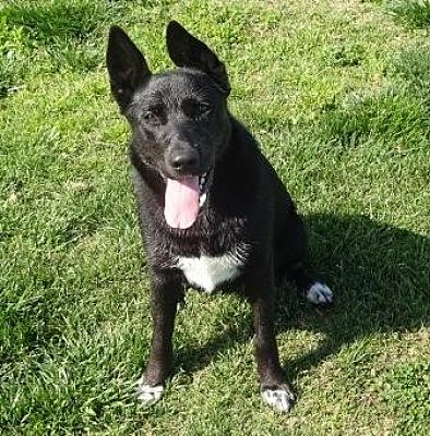 Lathrop, CA - Shepherd (Unknown Type)/Border Collie. Meet Gidget a Pet ...