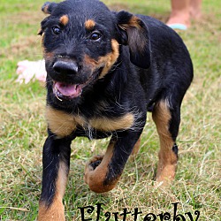Thumbnail photo of Flutterby~adopted! #2