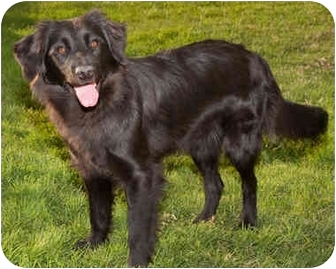 Marina del Rey, CA - Border Collie. Meet Vida a Pet for Adoption.