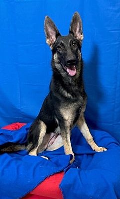 LAFAYETTE, LA - German Shepherd Dog. Meet Mera a Pet for Adoption ...