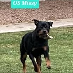 Photo of Missy OS