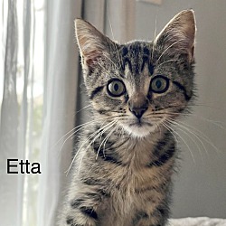 Thumbnail photo of Etta #1