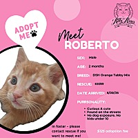 adopt a pet