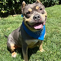 adopt a pet