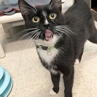 adopt a pet