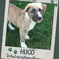 Thumbnail photo of HUGO #1