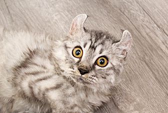 laxative for cats petsmart