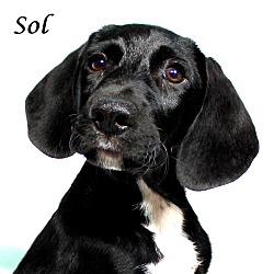 Thumbnail photo of Sol~adopted! #1