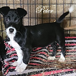 Thumbnail photo of Peter~adopted! #2
